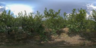 茂县农业基地图片 (39)